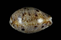 藏品(山貓寶螺)的圖片